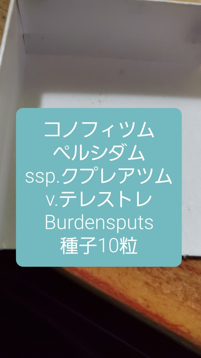 コノフィツム ペルシダム ssp.クプレアツム v.テレストレ, Burdensputs 種子10粒拍卖
