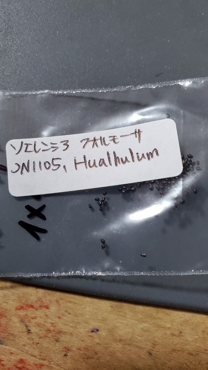 ソエレンシア フォルモーサ JN1105 種子10粒拍卖
