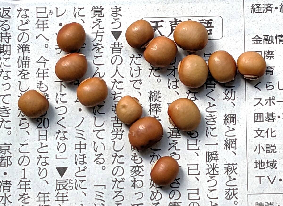 四角マメ シカクマメ(ウリズン豆 うりずん豆) 種子30粒 美味な若莢と緑のカーテンに 送料込み拍卖