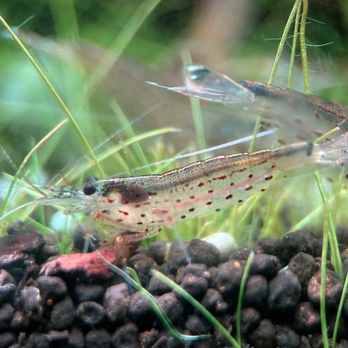 国産 ヤマトヌマエビ 3匹セット ※雄雌のご指定不可 コケ取り生体 苔対策 水草水槽 エビ拍卖