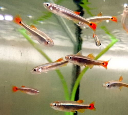 (熱帯魚)アカヒレ 5匹 生体 雌雄指定不可拍卖