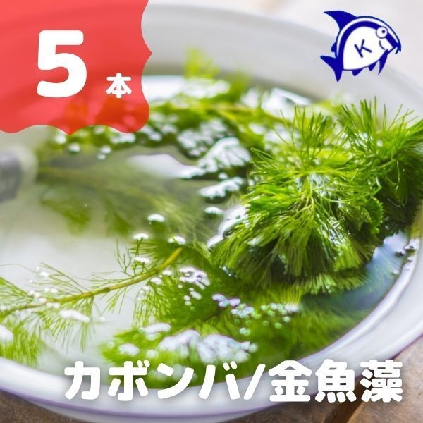 水草 カボンバ 5本 ※バラ売り水草は4点まで同梱可能(ネコポス) 金魚藻 カモンバ 金魚やメダカ水槽に最適拍卖