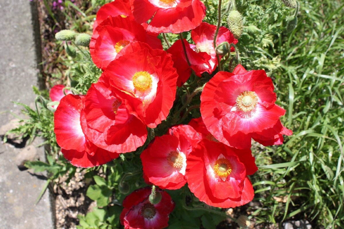 ◎ポピー&リクニス  種◎リクニスコロナリア シャーレ―ポピー たね マドラースプーン1杯 タネ  拍卖