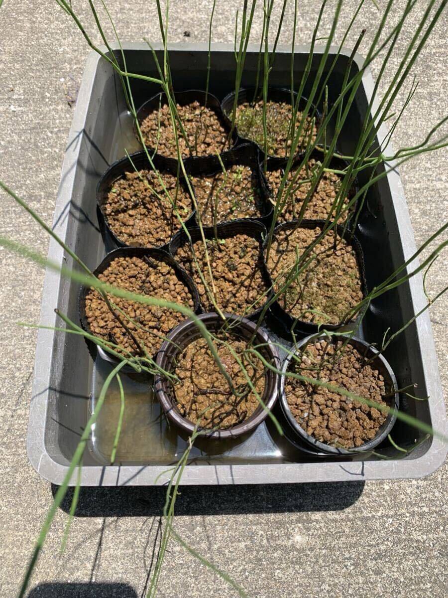 ◯ 自家栽培 水トクサ 水砥草 ビオトープ 水草 tora 自家繁殖 トクサ 水辺植物 水生植物 メダカ エビ シュリンプ TORA 1拍卖