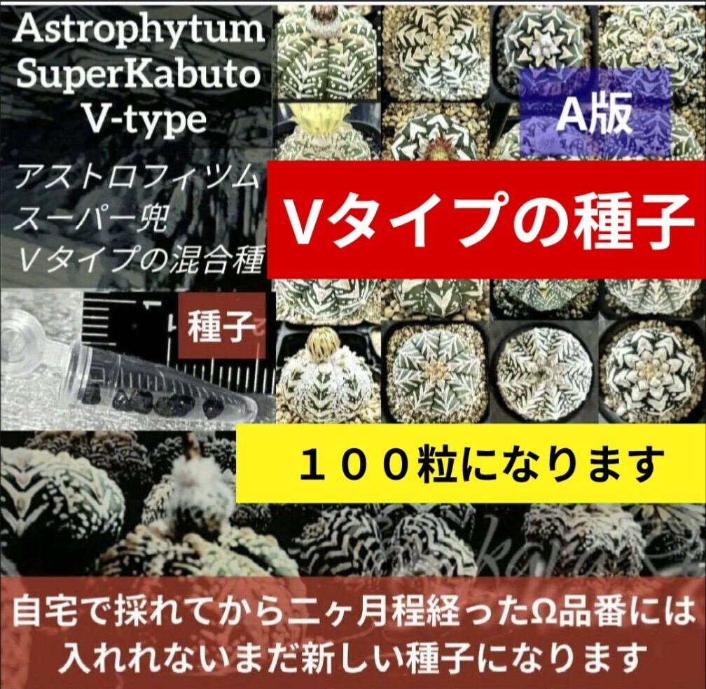 A100 スーパー兜 アストロフィツム Vタイプ アロータイプ 種子 100粒 サボテン Astrophytum 種子 兜丸拍卖