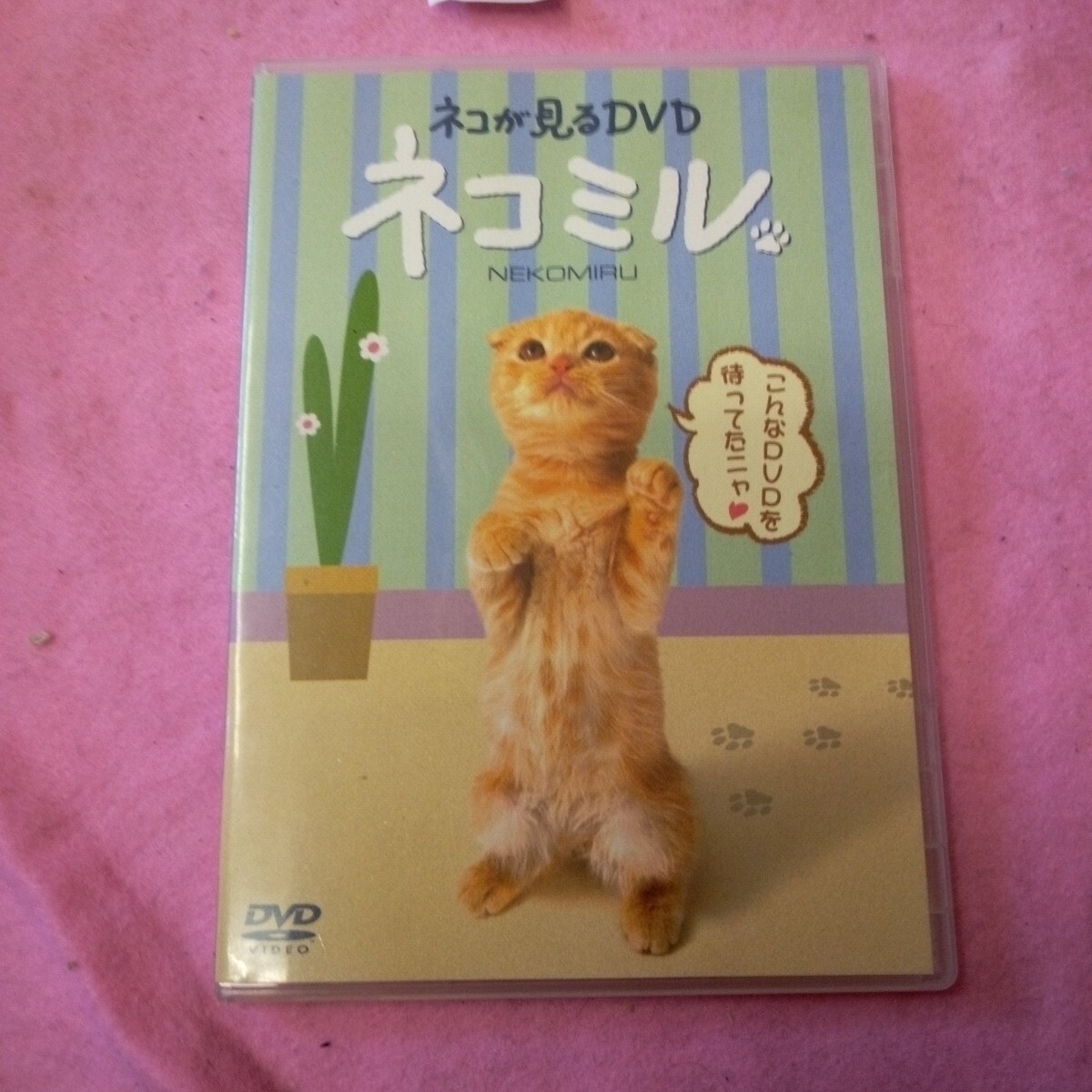 3 ネコが見るDVD ネコミル/ドキュメントバラエティ拍卖