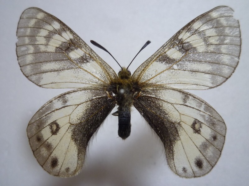 【外国産蝶標本】フンザウスバ♂/Parnassius hunza/パキスタン.イシュコマン産/52mm拍卖