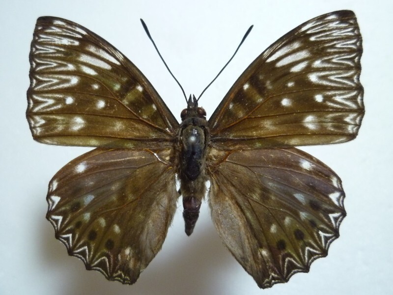 【外国産蝶標本】スミナガシ/Dichorragia nesimachus/韓国.河東郡産/54mm拍卖