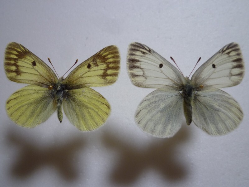 【外国産蝶標本】シファニカモンキチョウ♀♂/Colias sifanica sifanica/甘粛省.夏河産/♀46mm♂44mm拍卖