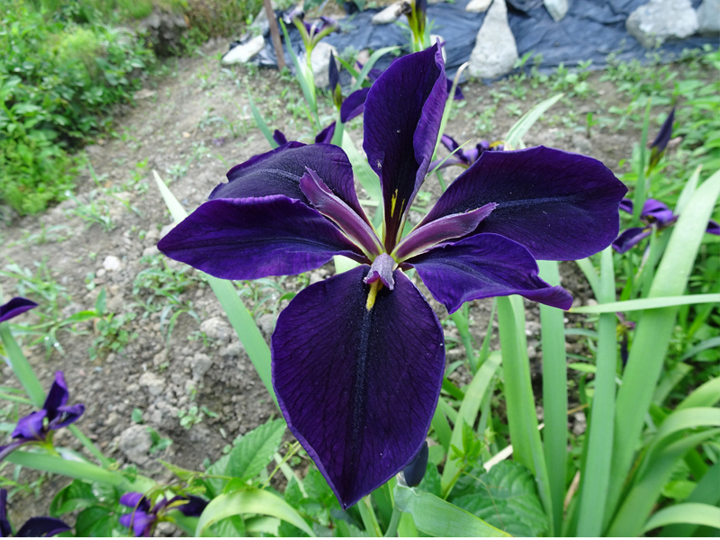 3芽1500円ルイジアナアイリス( ブラックゲームコック)開花期5月拍卖