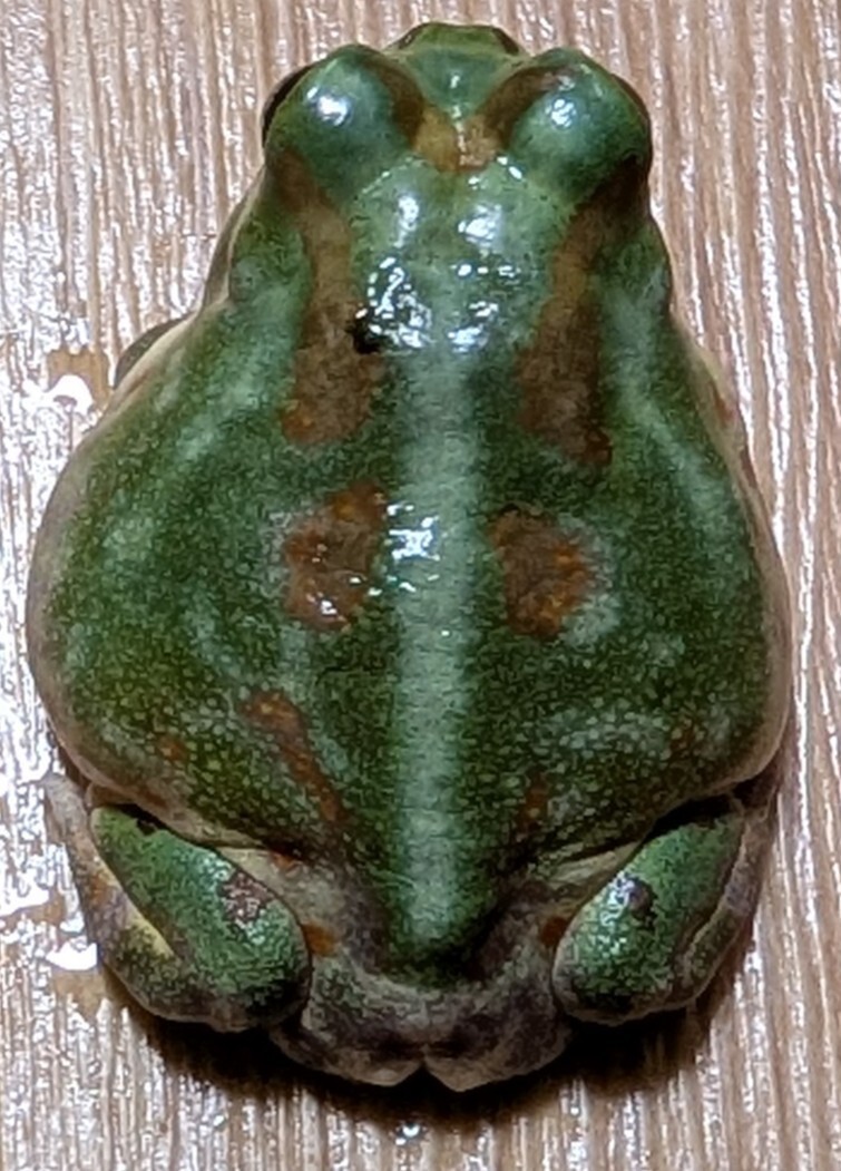 ボリビアチャコガエルフルグリーン★全身淡い緑カラーが魅力的な将来有望な自家繁殖個体±4cm少し訳ありのため特価スタート拍卖