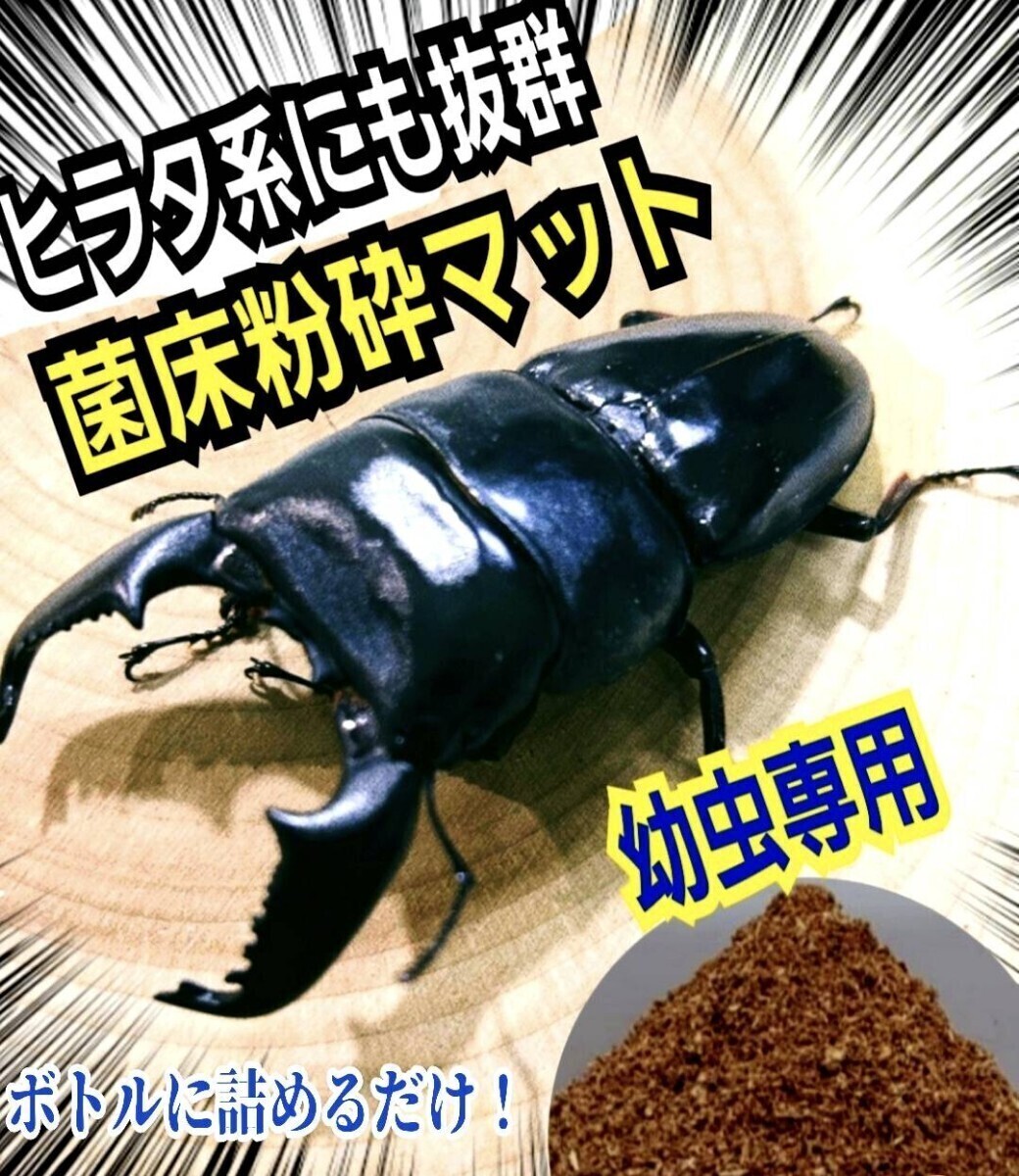 ヒラタクワガタにお薦め! ヒマラヤひらたけ菌床粉砕マット ボトルやカップに詰めるだけ!菌糸の甘い香りがします!菌糸瓶より経済的です拍卖