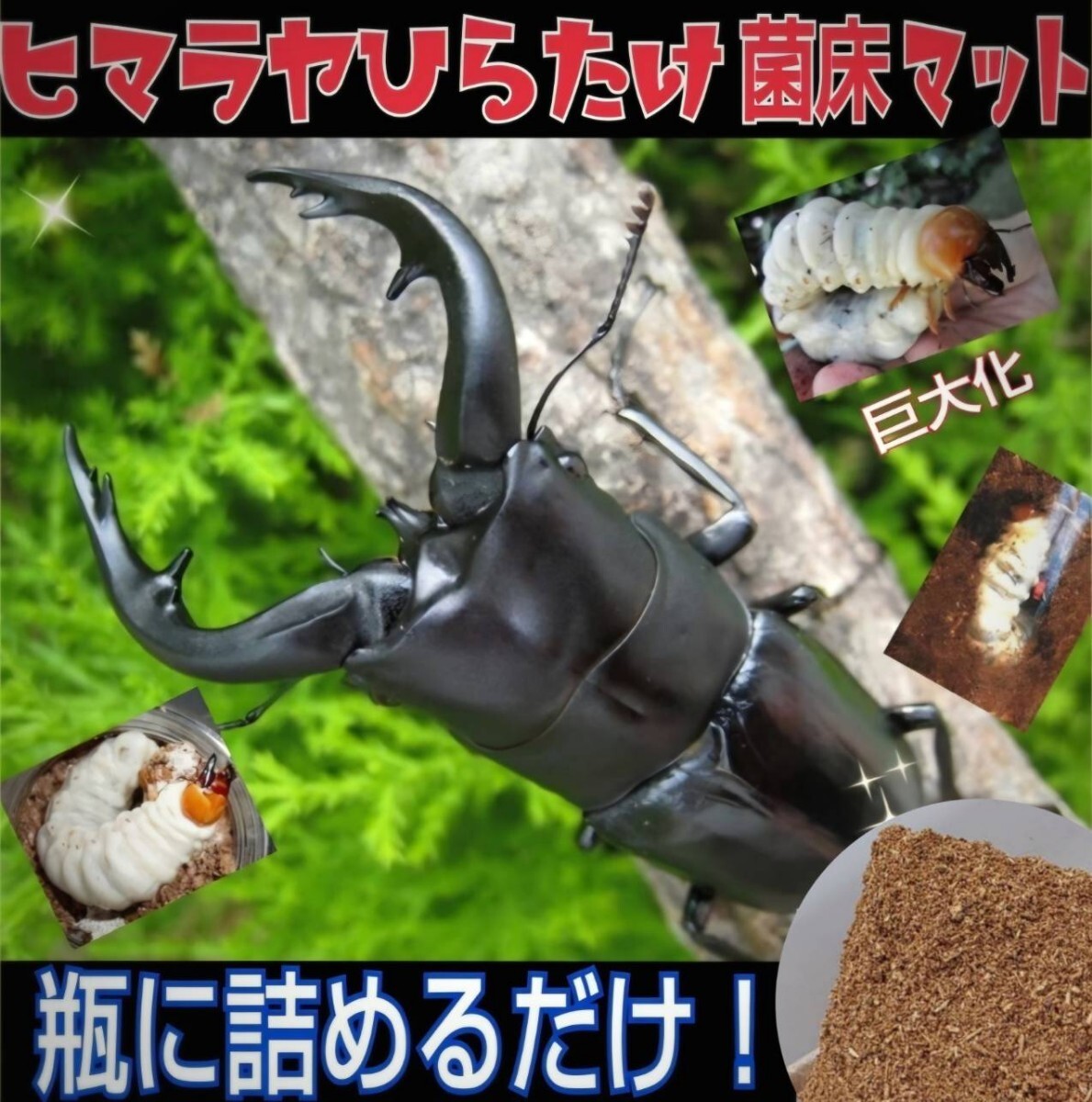 大人気!ヒマラヤひらたけ菌床粉砕クワガタマット ボトルやカップに詰めるだけ!菌糸の甘い香りがします 菌糸瓶よりコスパ良いです拍卖