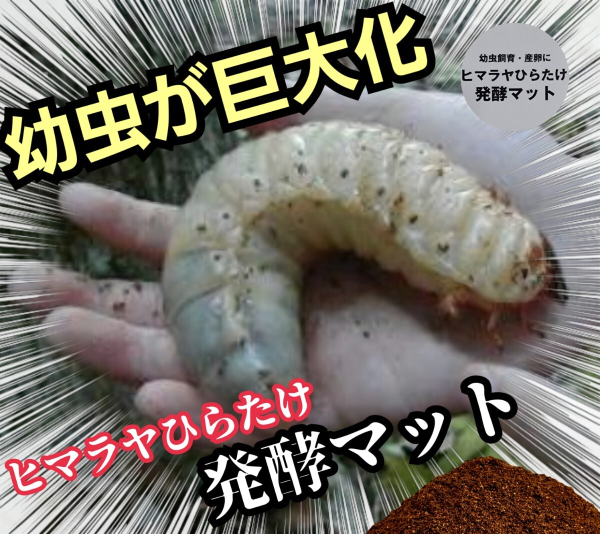 カブトムシ幼虫が大きくなります! 国産88ミリ羽化実績!ヒマラヤひらたけ発酵マット クヌギ100%原料 コバエ、雑虫がわかない!産卵にも拍卖