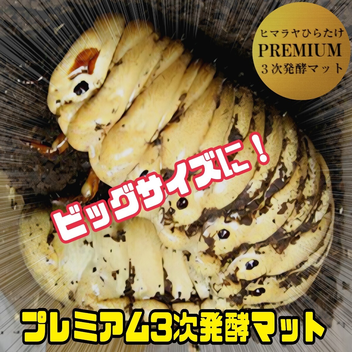ヘラクレス181ミリ羽化実績!極上品!さらにグレードアップしたプレミアム3次発酵カブトムシマット バクテリア強化配合 産卵にも抜群拍卖