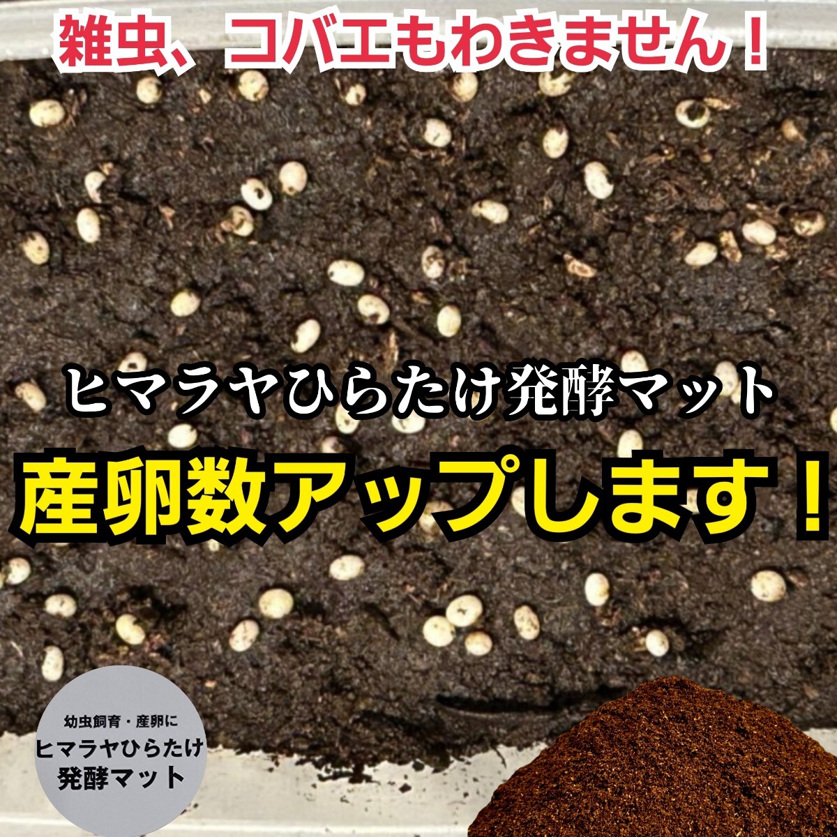 カブトムシ幼虫が大きくなります! 国産88ミリ羽化実績!ヒマラヤひらたけ発酵マット クヌギ100%原料 コバエ、雑虫がわかない!産卵にも拍卖
