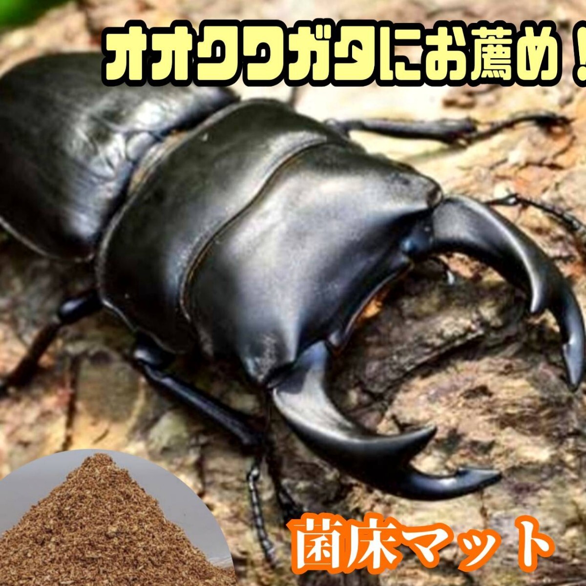 オオクワガタにお薦め! ヒマラヤひらたけ菌床粉砕マット ボトルやカップに詰めるだけ!菌糸の甘い香りがします!菌糸瓶より経済的です!拍卖