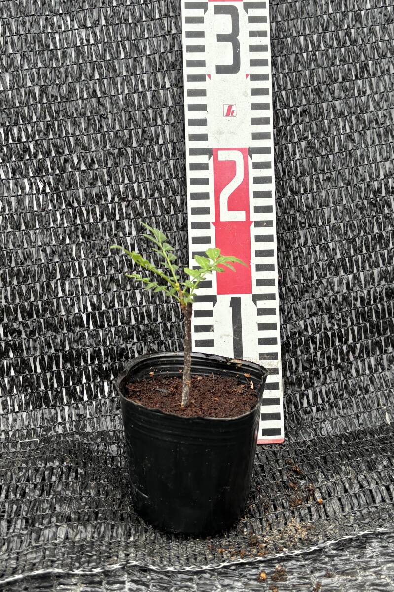 ★山椒挿し木 1苗拍卖