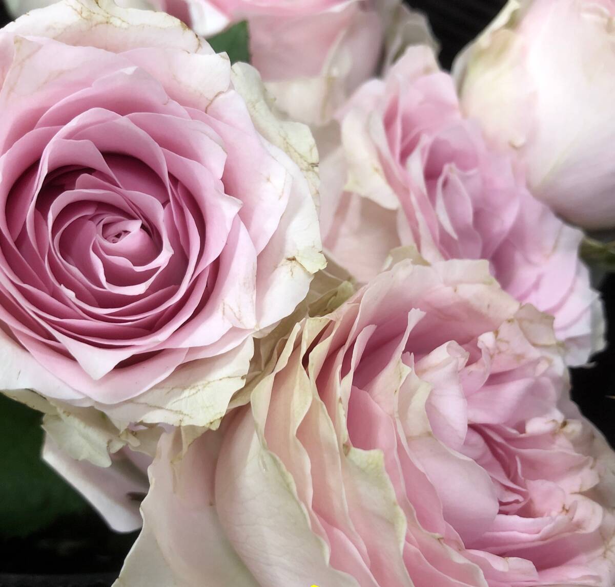 切り花 R2M4NNB3R1NNS3 巻きが大変美しく★淡いピンクの花色が美しい大輪バラ★挿し木苗拍卖