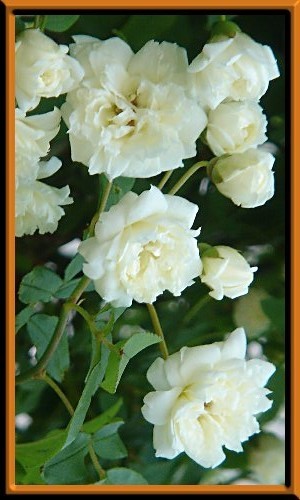 モッコウバラ★白色の甘い香り八重の房咲き拍卖