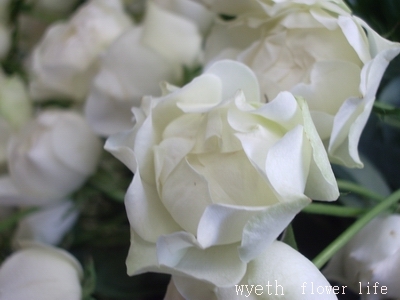 切り花 K5TT5NNK1PP3 スプレーバラ カップ咲★挿し木苗拍卖