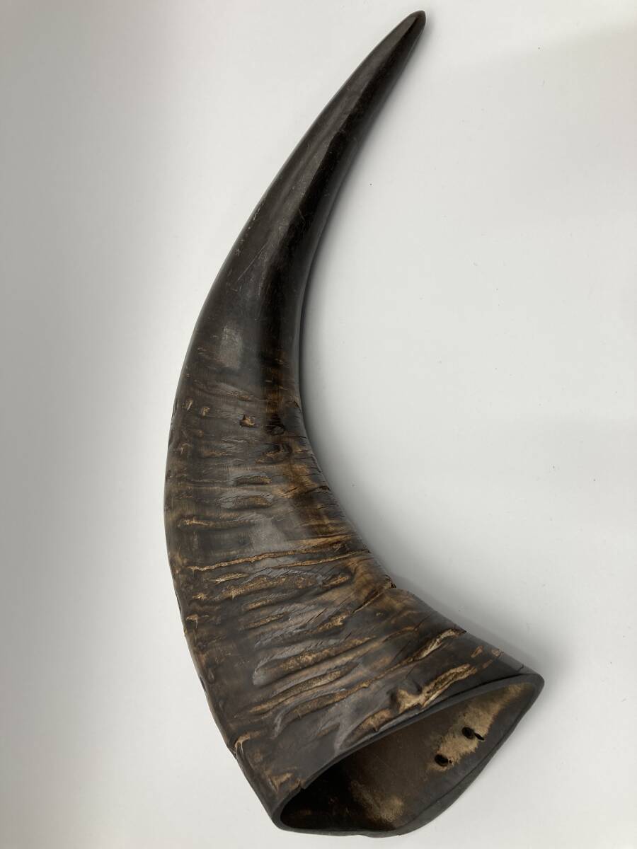 「5285」水牛の角 長さ約43㎝ 重量約951g 置物 オブジェ インテリア アンティークレトロ 彫刻 印鑑拍卖