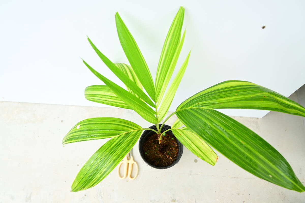 Veitchia merrillii varigated① @bikamori.com 送料無料(出品者負担) マニラヤシ斑入り拍卖