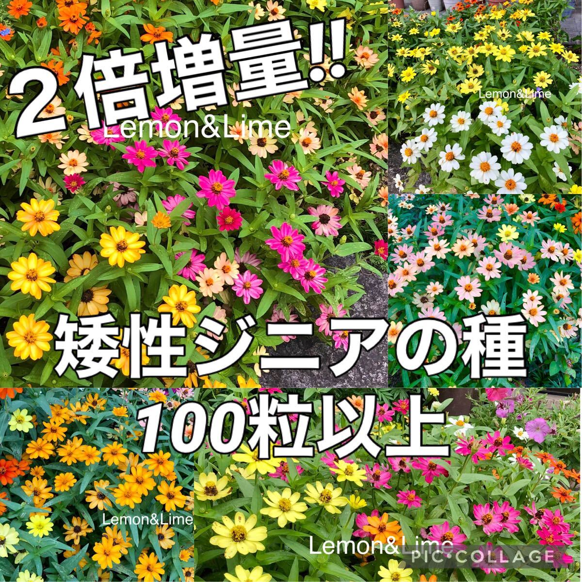 矮性ジニア 百日草の種 花の種拍卖