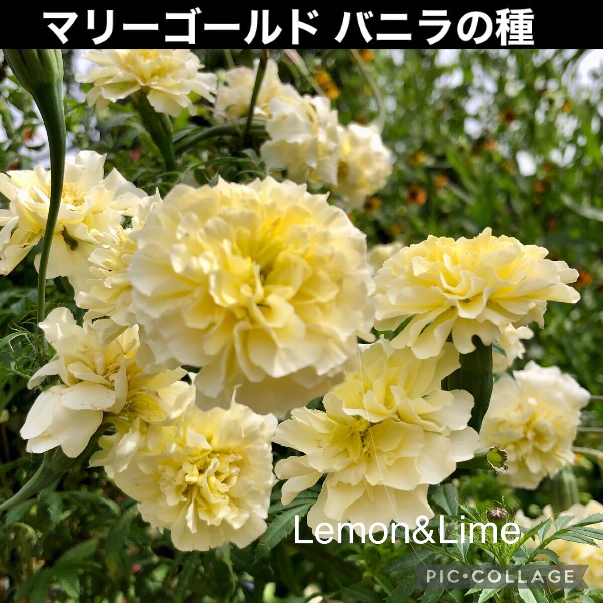 マリーゴールドバニラ 花の種拍卖