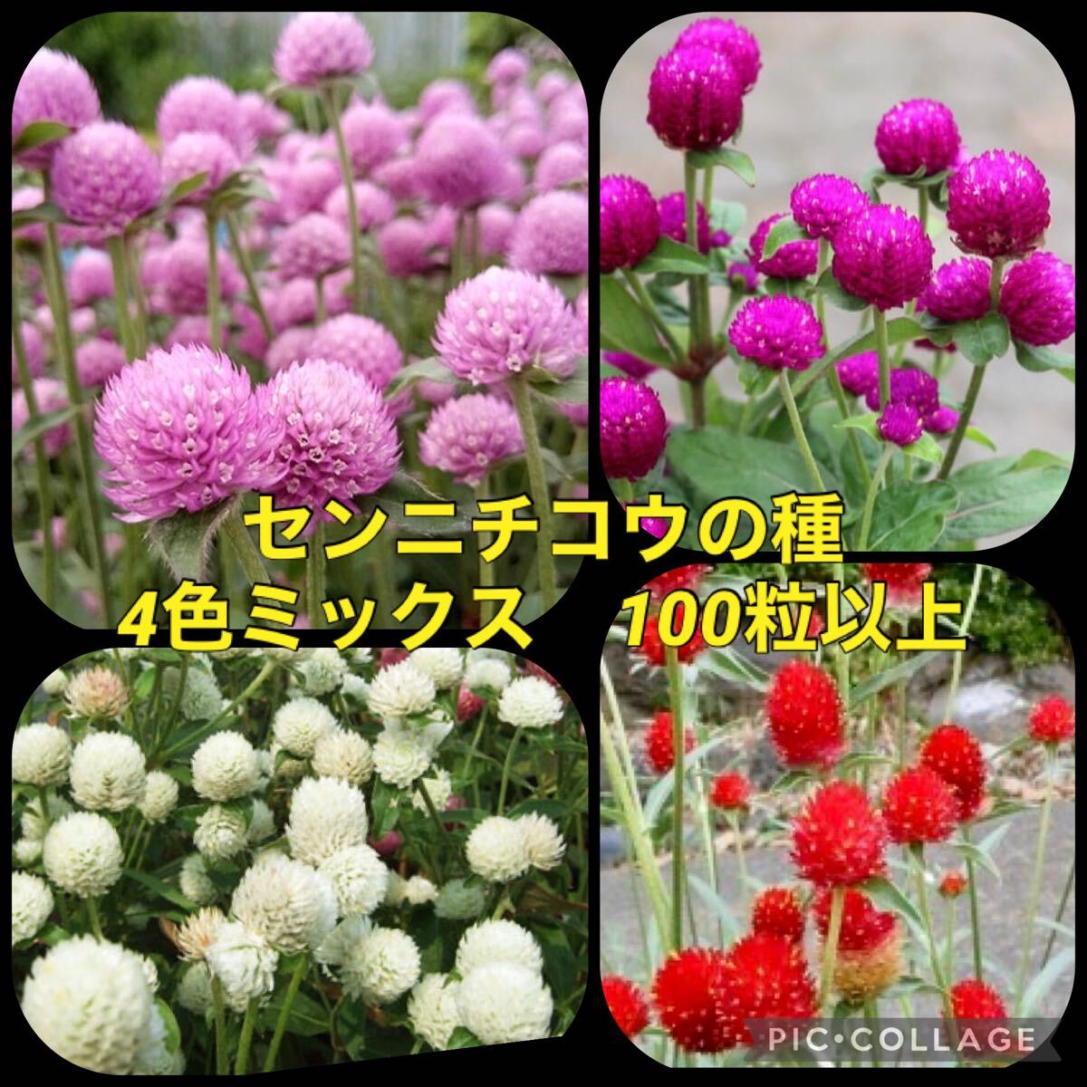 センニチコウ 花の種拍卖