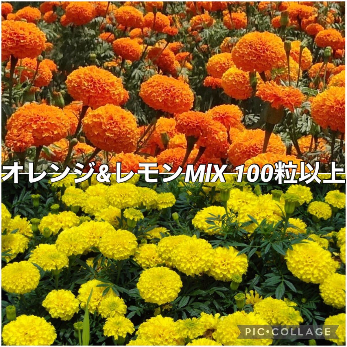 アフリカンマリーゴールドの種 レモン・オレンジ拍卖