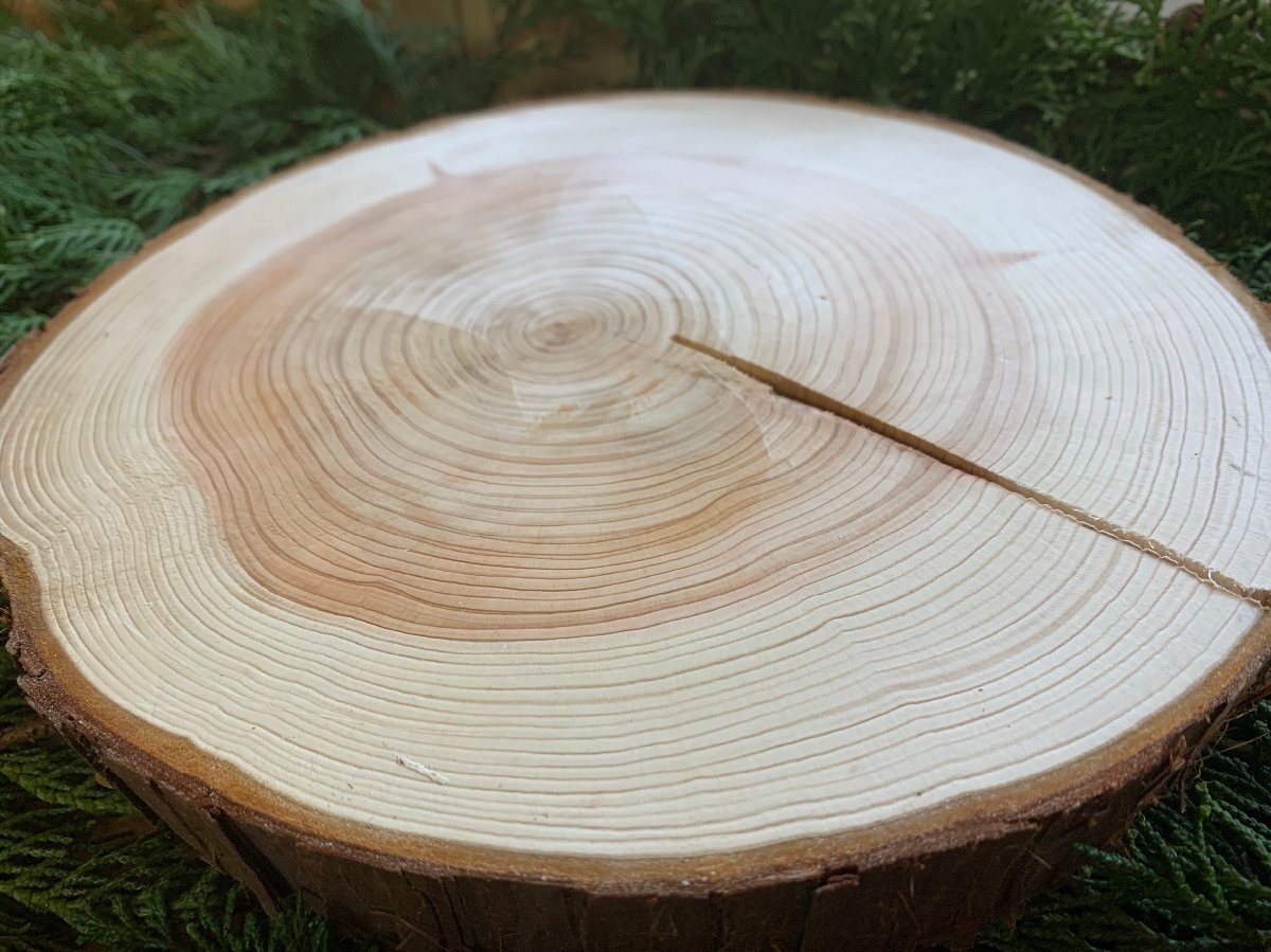 丹波ヒノキ 皮付き 直径20cm~23cm 厚さ約2cm 1枚 拍卖