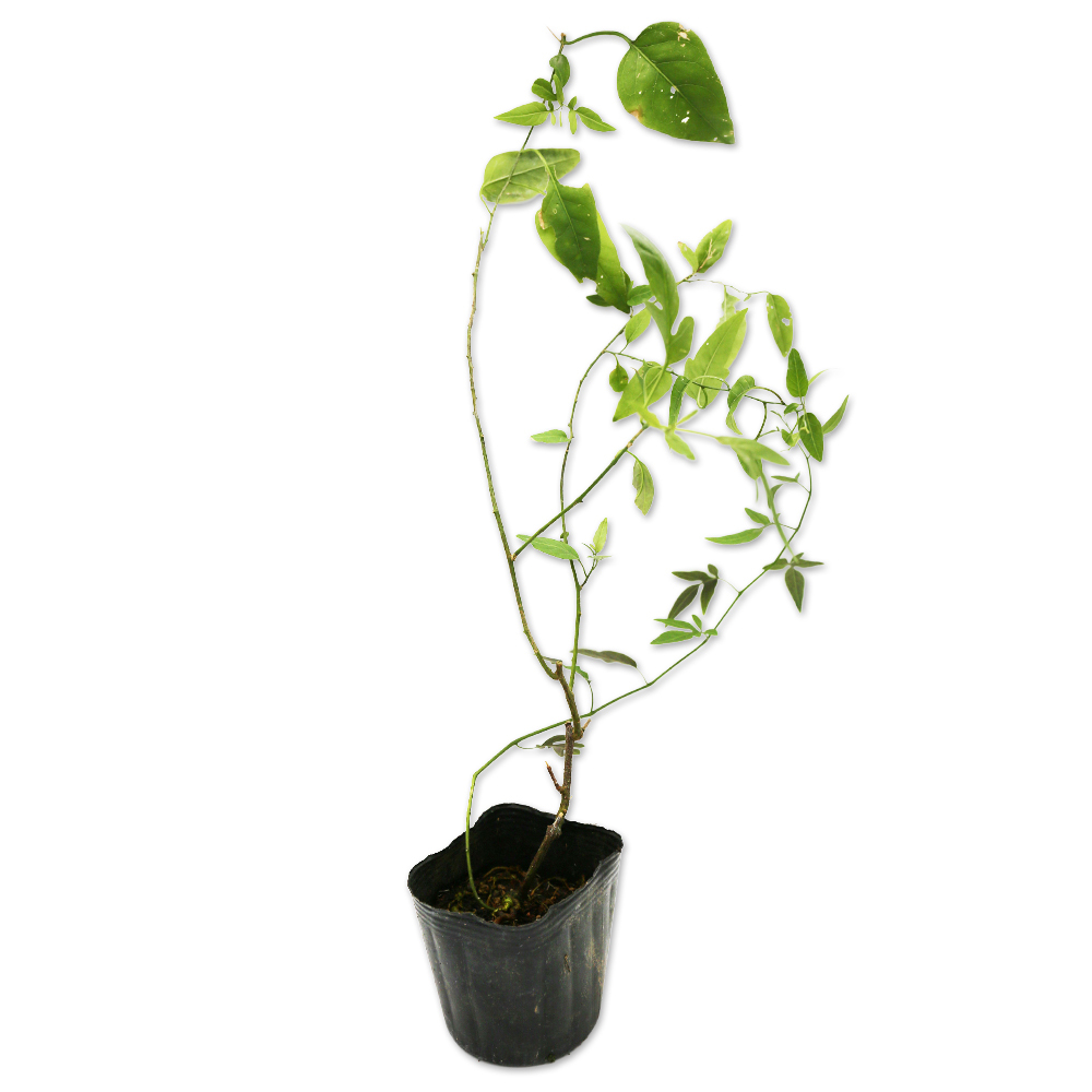 ツルハナナス (花色指定不可) 9.0cmポット 30個 苗拍卖