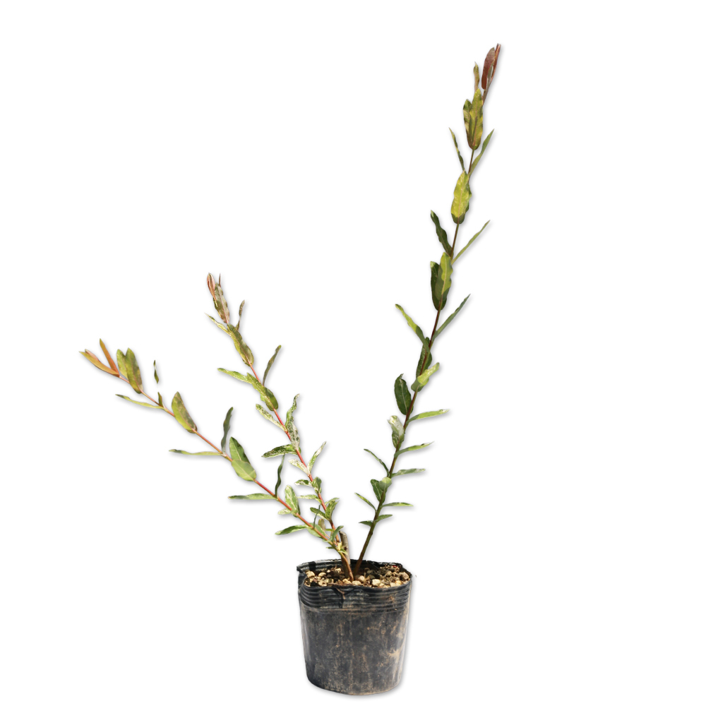 イヌコリヤナギ ハクロニシキ 0.3m 10.5cmポット 30本 苗拍卖