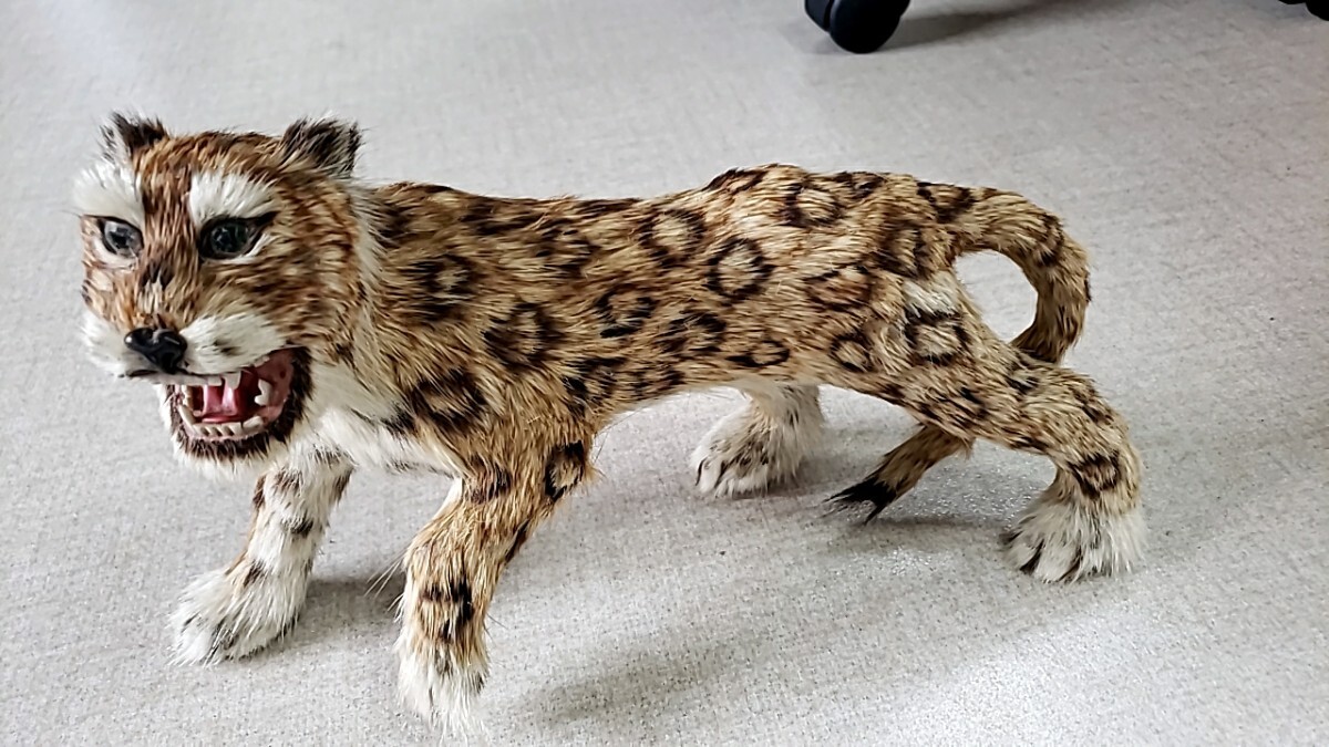 サーベルタイガー剥製風(作り物)#全長31㎝・高さ20㎝#動物拍卖