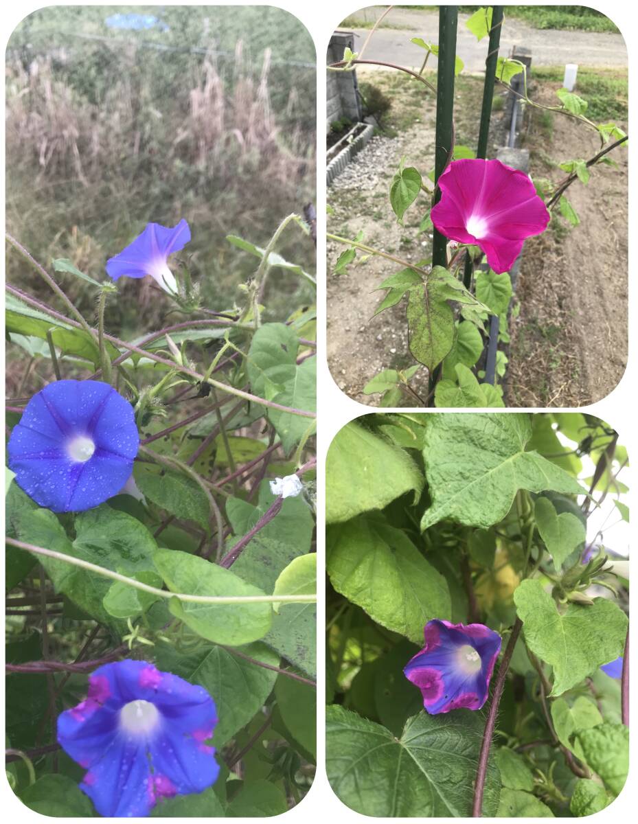 ★☆★【種】朝顔/アサガオの種<20粒>USED★☆★拍卖