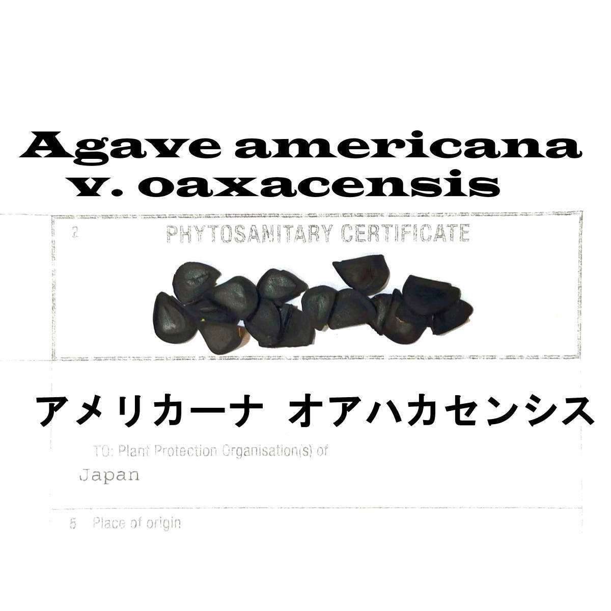 4月入荷 20粒+ アガベ アメリカーナ オアハカセンシス 種 種子 証明書あり拍卖