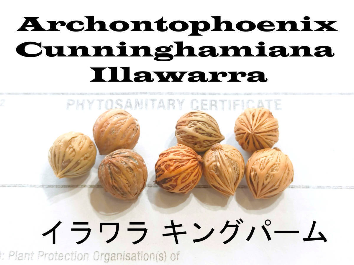 4月入荷 50粒+ イラワラ キングパーム 種 種子 証明書 耐寒性拍卖