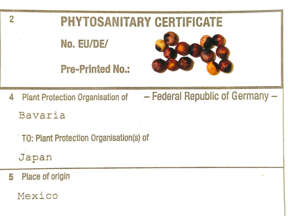 4月入荷 BURSERA EPINNATA ブルセラ エピンナタ 5粒 エピンナータ 種子 種拍卖