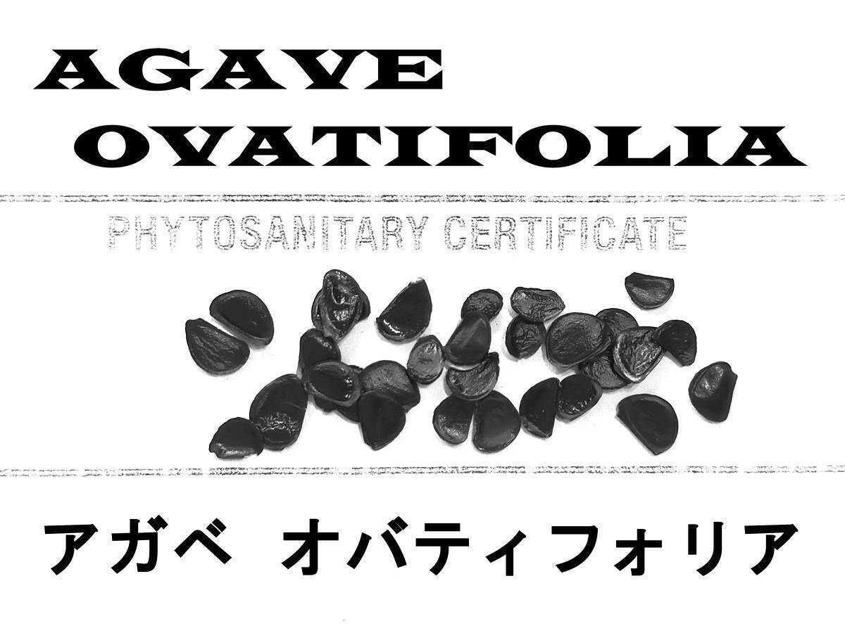 2月入荷 50粒+ アガベ オバティフォリア 種子 種 ovatifolia拍卖