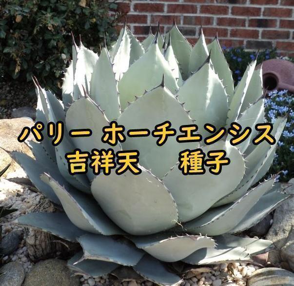 7月入荷 100粒+ アガベ パリー ホーチエンシス 吉祥天 種子 種拍卖