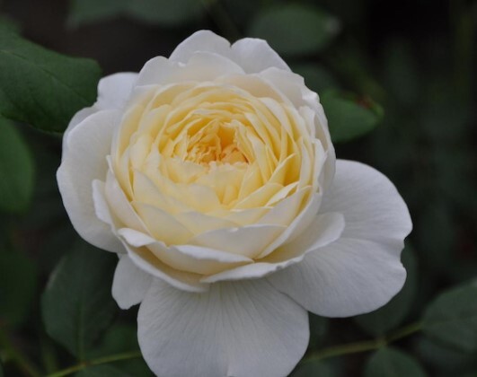 送料¥290 イングリッシュローズ 四季咲き 326  つる 取り置き・同梱対応可〈要申請  ER DA バラ拍卖