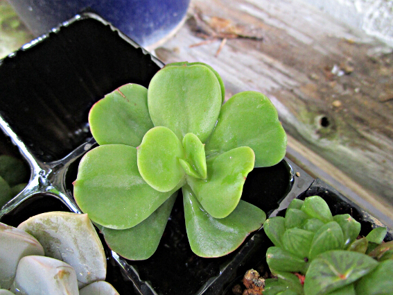 ☆可愛いミニ多肉♪ カット苗100円均一 エケベリア【久米の里】カット苗♡ 根なし 4cm☆第四種郵便送料3点まで110円拍卖