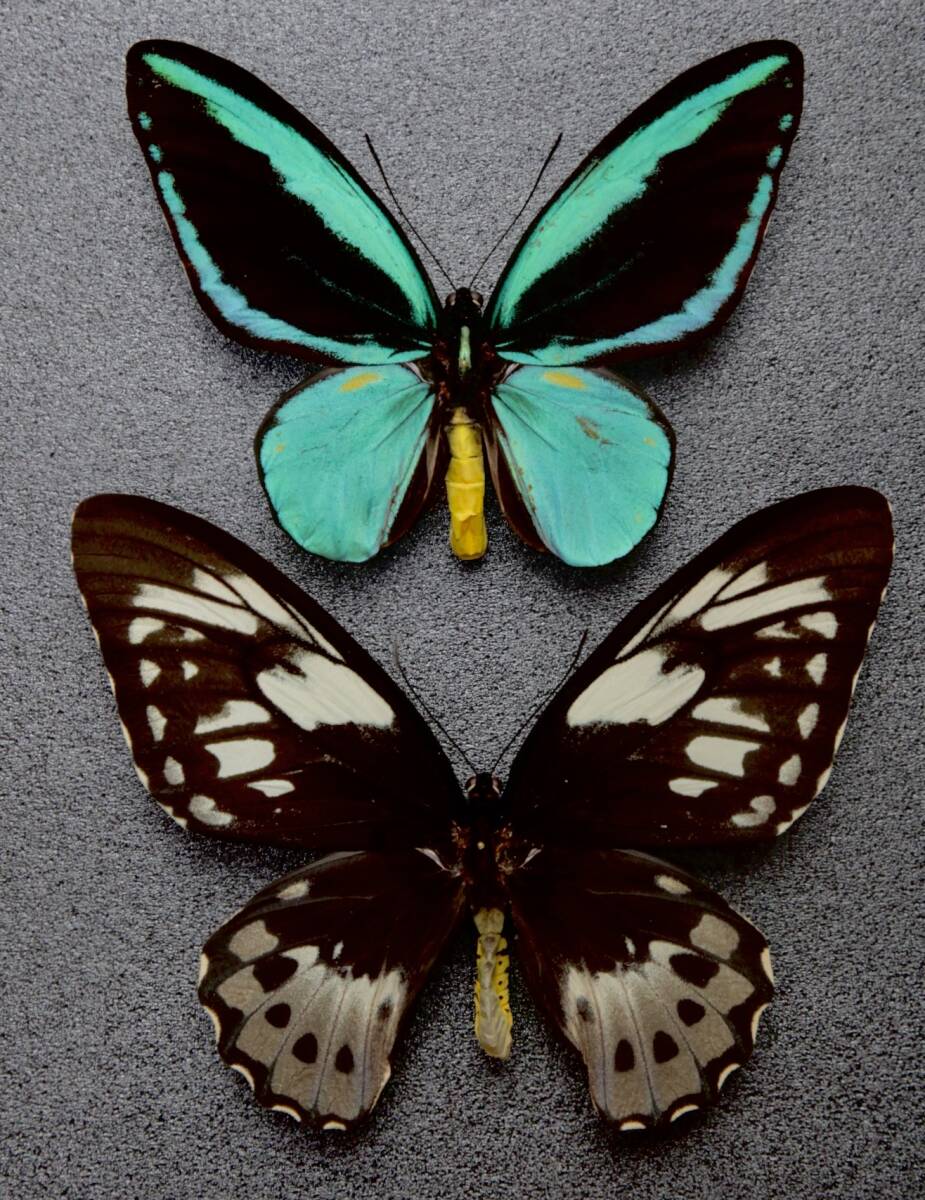 ■外国産蝶標本 オビトリバネアゲハ Pair インドネシア オビ島 産 野外採集品拍卖