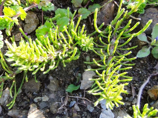 485.6.1◆トライ家庭菜園 薬草 山野草 土筆 スギナ栽培 20苗◆健康茶 すぎな茶 山菜 つくし 佃煮◆ナチュラル ベジタブルガーデン 自然菜園拍卖