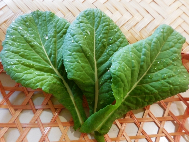 469.6.1◆九州福岡県 伝統野菜 うまみ菜 かつお菜系 100粒 0.3g◆トライ家庭菜園 葉物野菜 まびき菜 菜の花◆エスディージーズ 自然菜園 種拍卖