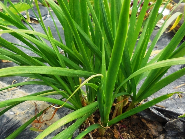 434.6.1◆トライ 家庭菜園 健康野菜 ドクター にら 10苗 黄金 ニラ◆エスディージーズ 自然菜園 コンパニオンプランツ 混植栽培◆種苗 購入拍卖
