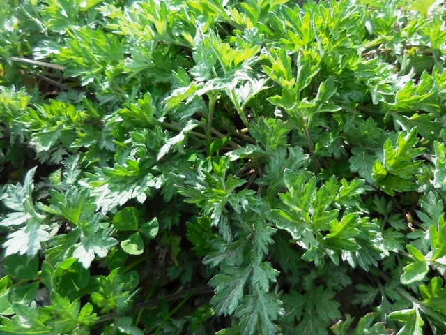 435.6.1◆トライ 家庭菜園 山野草 ヨモギ 栽培 10苗◆よもぎ茶 薬草茶 山菜 健康野菜◆ナチュラル ベジタブルガーデン よもぎ緑肥 自然菜園拍卖