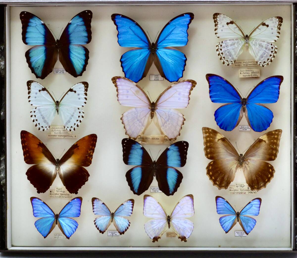 中古標本箱 外国産 ゴダート・アナクシビア・タイヨウ・アキレス・エガ・ディディウ・ポルティス・デイダミア 他 研究 蝶展翅標本 学術標本拍卖