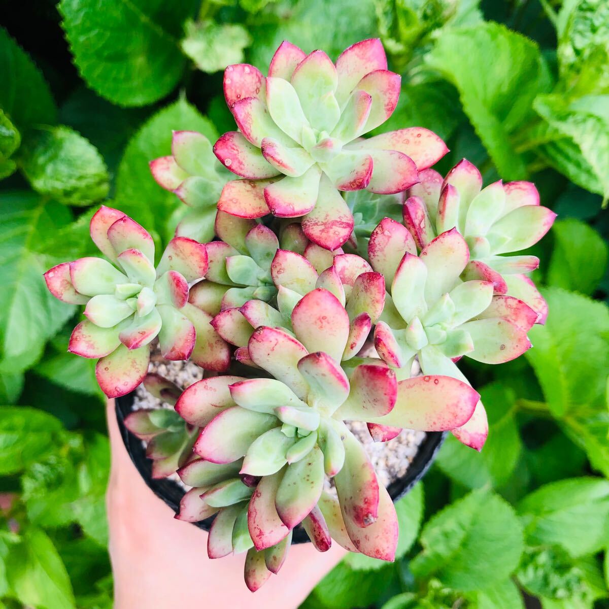 紅稚蓮 立木群生 7頭 エケベリア 発根済み 多肉植物拍卖